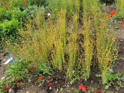 Click for 8 image(s) for this accession.